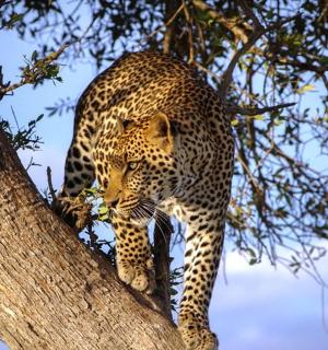 a leopard is standing in a tree
