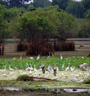 velké hejno ptáků stojící na poli