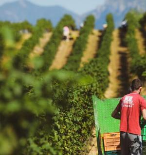 一名男子穿过田野中的葡萄园