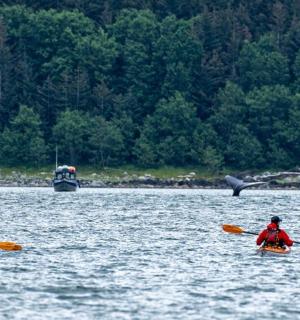 dva lidé v kajacích v jezeře s velrybou