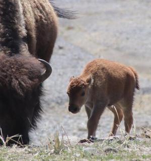 a baby bison walking next to an adult buffalo