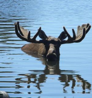los s parohy plavající ve vodě