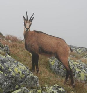 a antelope standing on the side of a mountain