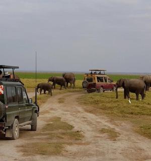 a herd of elephants on a dirt road with vehicles