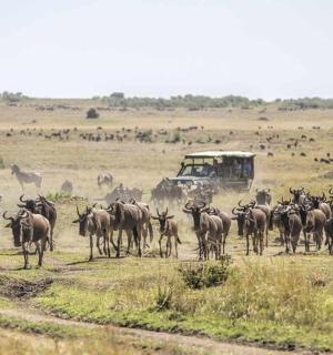 a herd of zebras and other animals in a field