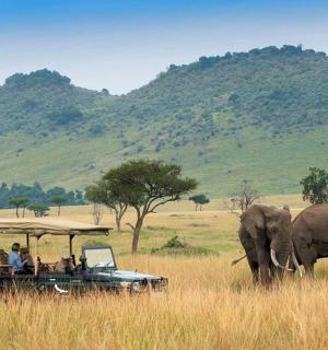 a herd of elephants walking next to a safari