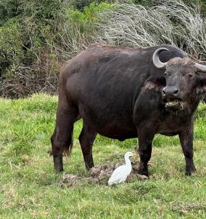 a large animal standing in a field with a bird