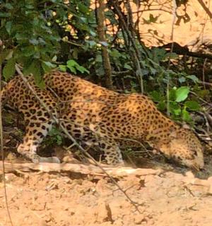 jaguár kráčející po zemi v hlíně