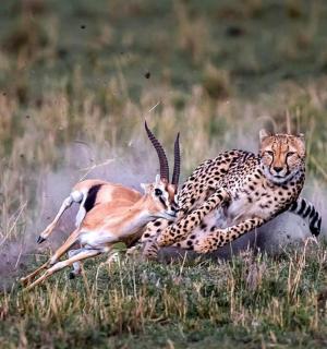两只猎豹在田野里和一只瞪羚玩耍