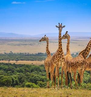 a group of giraffes standing on top of a hill