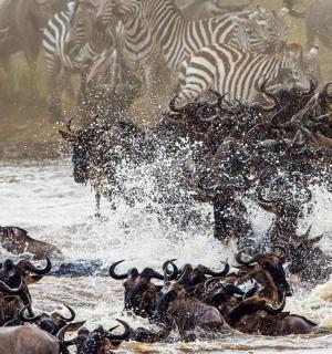 a herd of zebras and other animals crossing a river