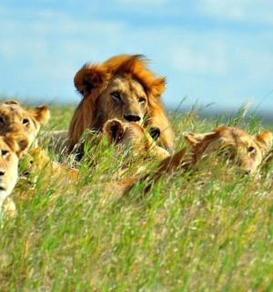 a group of lions laying in the tall grass