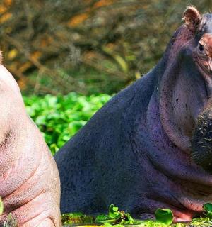 two hippos laying in the grass in a field