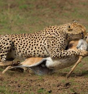 a cheetah playing with a gazelle in a field