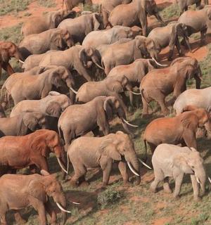a herd of elephants walking in a field