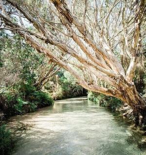 a river with a tree in the middle of it