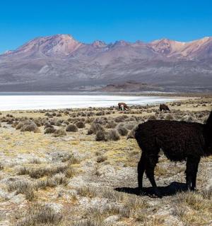 一只骆驼站在田野里,背景是群山