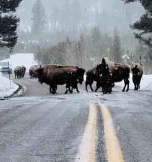 a herd of cattle crossing a road in the snow