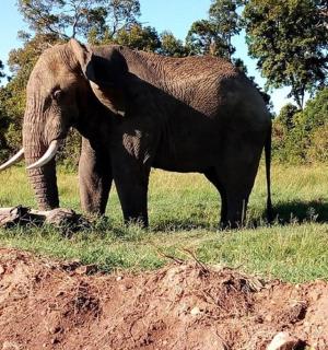 slon stojící v trávě vedle klády