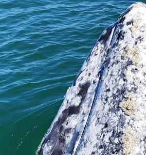 a pipe sticking out of the water