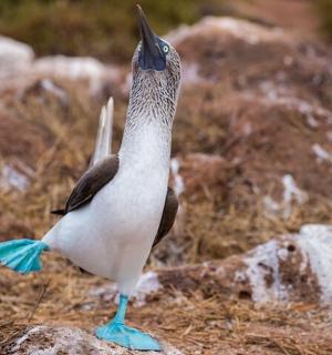 ein Vogel, der auf einem Felsen steht