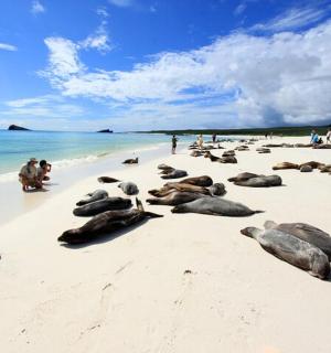eine Gruppe Robben liegt an einem Strand