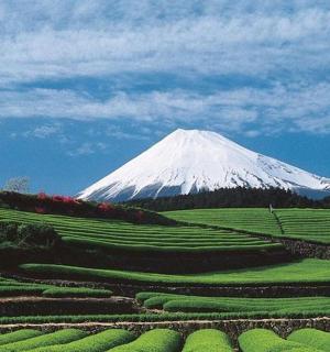 远处有一座白雪皑皑的山峰,山上有一片庄稼地