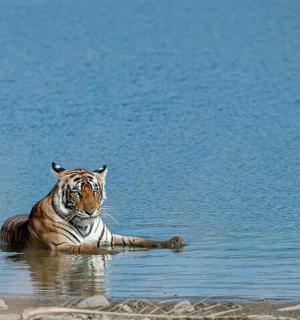 tygr ležící ve vodě ve vodě