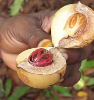 a hand holding a piece of food with a nut in it