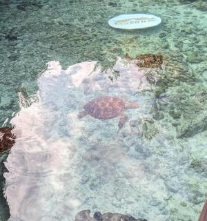 a green turtle and a frisbee in the water