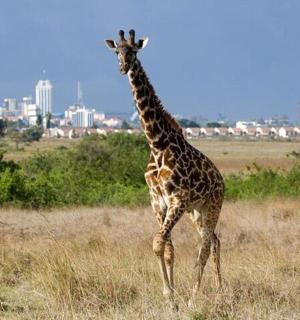 一只长颈鹿在田野里行走,背景是一座城市