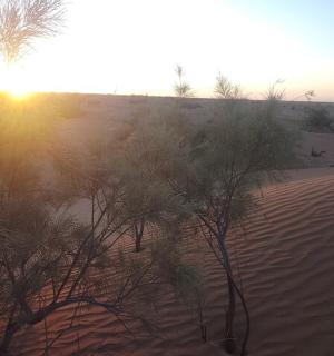 Západ slunce v poušti se stromy a pískem
