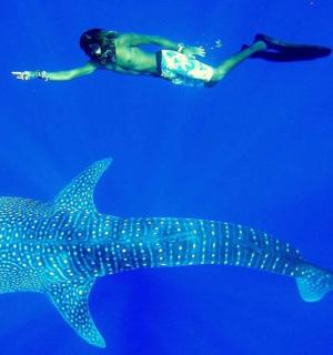 a person is swimming next to a whale shark