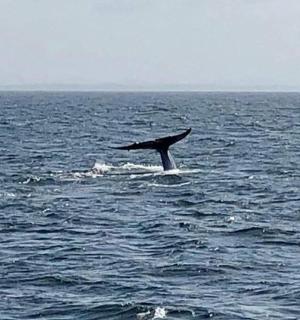 a dolphin in the middle of the ocean