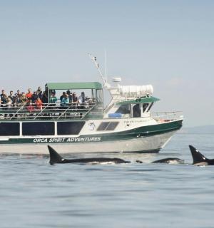 一群人在船上,水中有鲸鱼