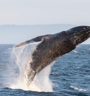 一头座头鲸跃出水面