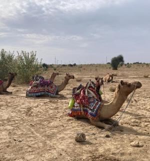 一群骆驼坐在沙漠中