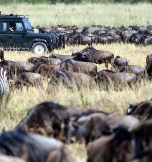 田野里的一群动物和一辆卡车