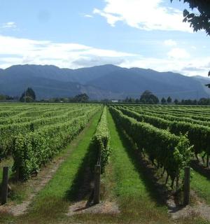 a vineyard with rows of grapes in a field