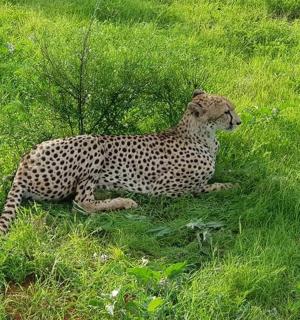 a cheetah laying in a field of grass