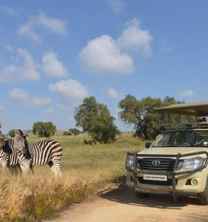 一辆卡车行驶在泥路上，田野里有斑马