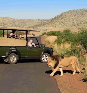 一头狮子在车辆前穿过马路