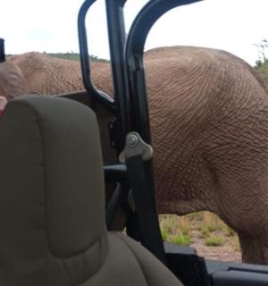 一名男子从车上拍摄大象的照片