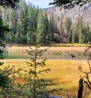 a deer standing in a field next to a lake