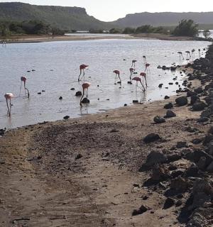 一群火烈鸟站在水中