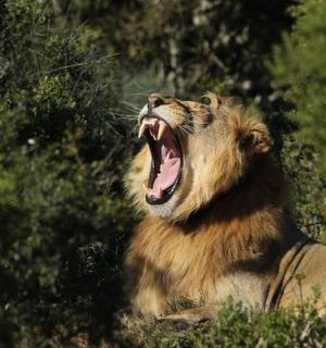 a lion sitting in the grass with its mouth open