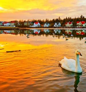 水中天鹅，背景是一座城市