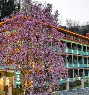a purple tree in front of a building