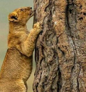 一只地松鼠站在树边