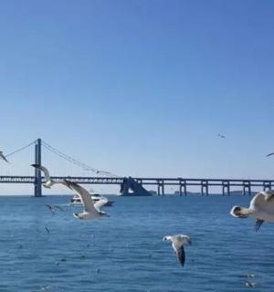a flock of birds flying over the water with a bridge